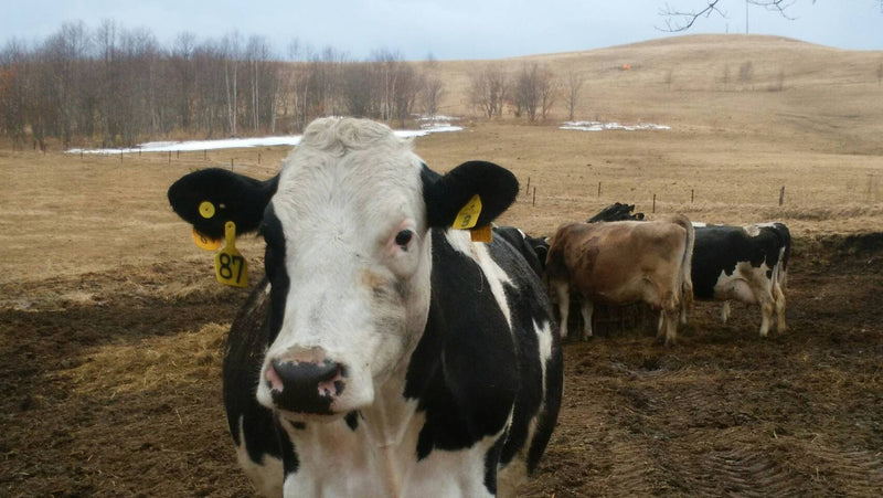 ⭐︎生ソフトアイスカップ＆クッキーサンド